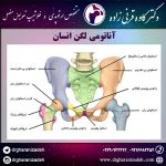 آناتومی لگن انسان